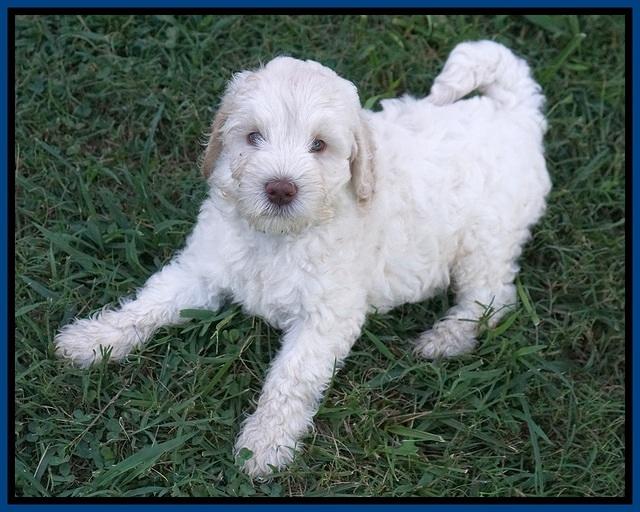 Ivory Dansby pups 7 wks old 21