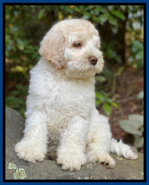 Ivory Dansby pups 8 wks old 7193
