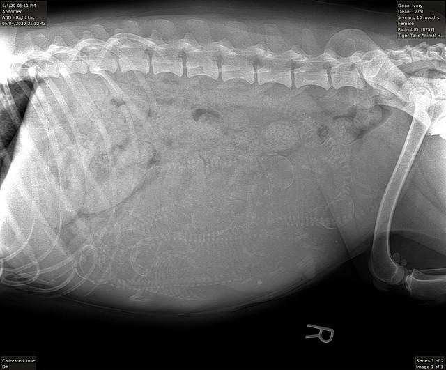 Preg xray day 56 Ivory Dansby