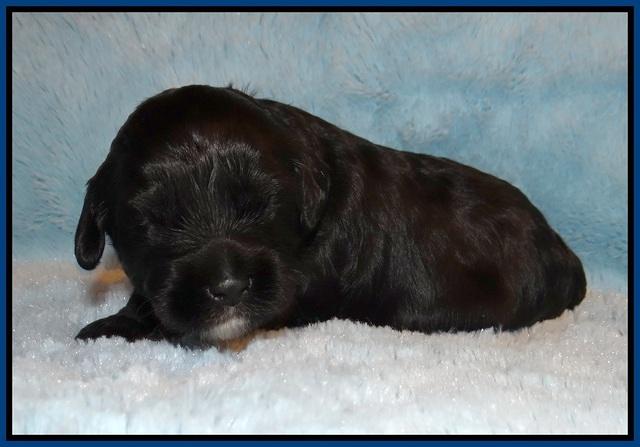 Jetta Banks pups 2 wk old 31