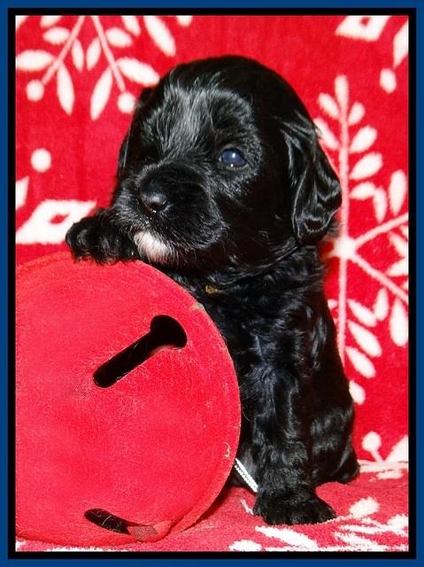 Jetta Banks pups 3 wks old 31