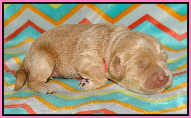 Jetta Banks pups 1 wk old 31