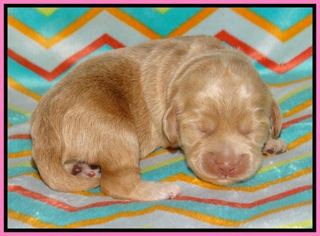 Jetta Banks pups 1 wk old 41