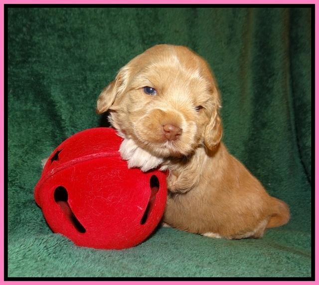 Jetta Banks pups 3 wks old 61