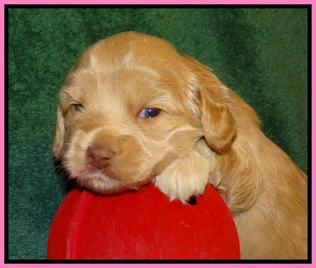 Jetta Banks pups 3 wks old 81