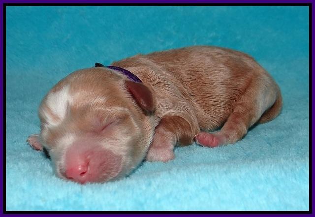 Jetta Banks newborn 31