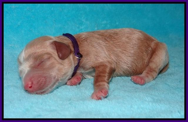 Jetta Banks newborn 41