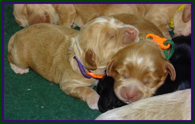 Jetta Banks pups 1 wk old 231