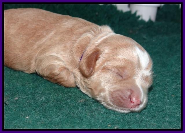 Jetta Banks pups 1 wk old 61