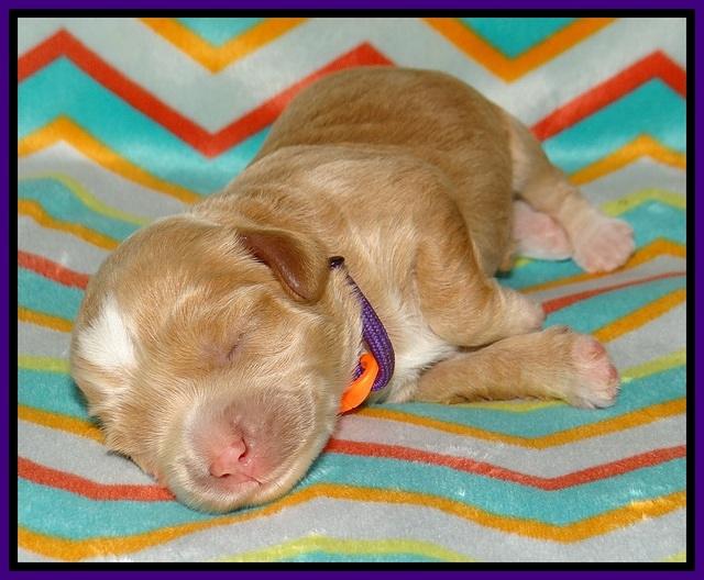 Jetta Banks pups 1 wk old 71