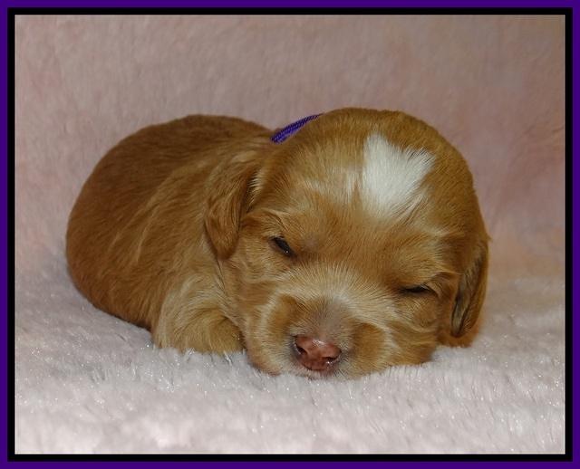 Jetta Banks pups 2 wk old 71