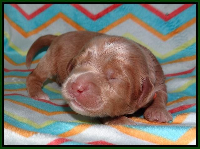 Jetta Banks pups 1 wk old 101