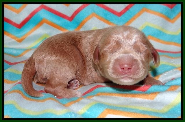 Jetta Banks pups 1 wk old 91