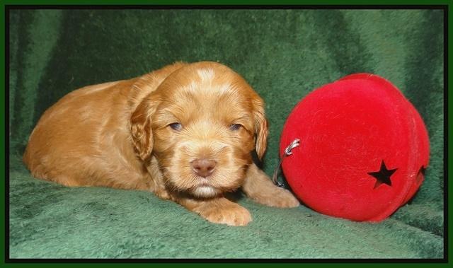 Jetta Banks pups 3 wks old 141