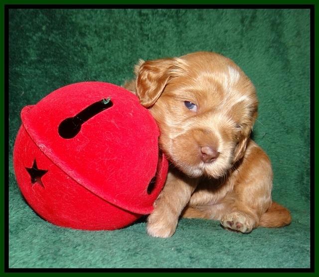 Jetta Banks pups 3 wks old 151