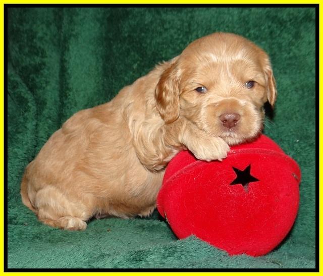 Jetta Banks pups 3 wks old 191