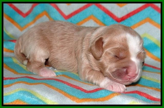 Jetta Banks pups 1 wk old 161