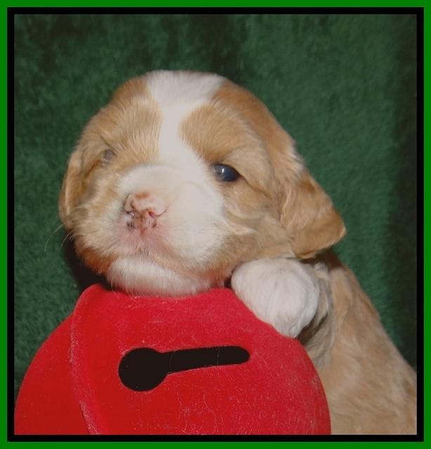 Jetta Banks pups 3 wks old 201