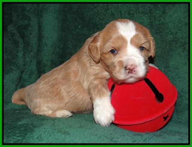 Jetta Banks pups 3 wks old 211