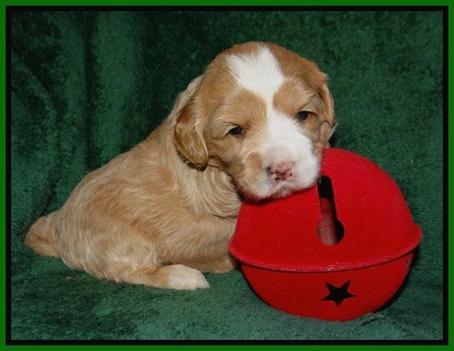 Jetta Banks pups 3 wks old 221