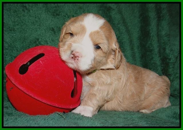Jetta Banks pups 3 wks old 231