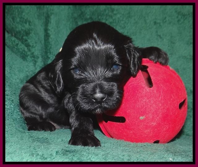 Jetta Banks pups 3 wks old 261