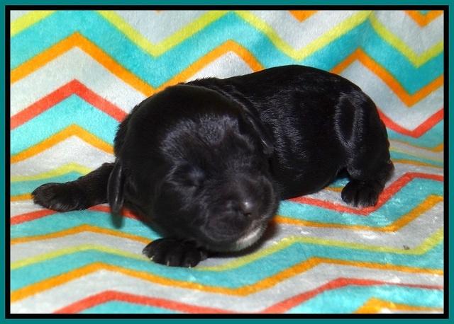 Jetta Banks pups 1 wk old 191