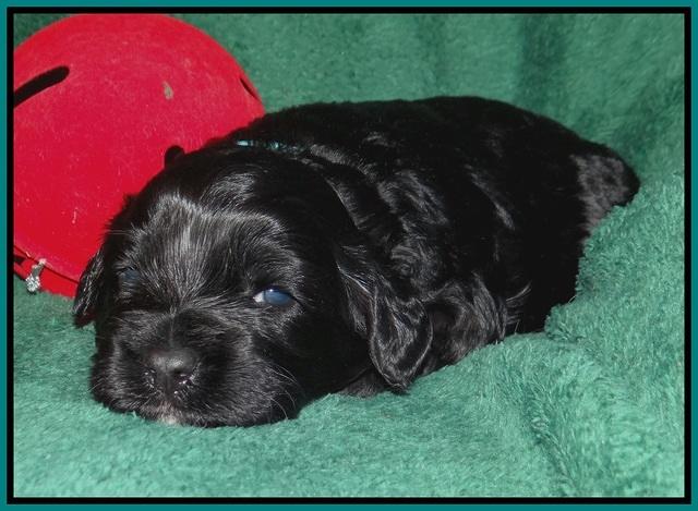 Jetta Banks pups 3 wks old 291