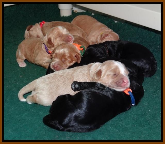 Jetta Banks pups 1 wk old 221