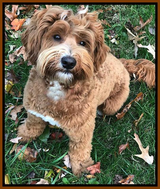 Benz Nov 18 groom 2