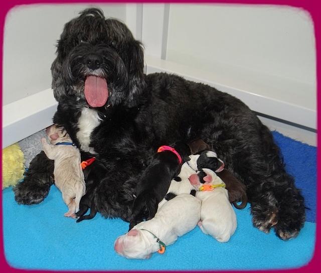 Jetta Benz Newborn pups 21