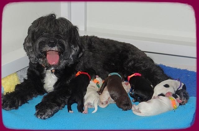 Jetta Benz Newborn pups 31