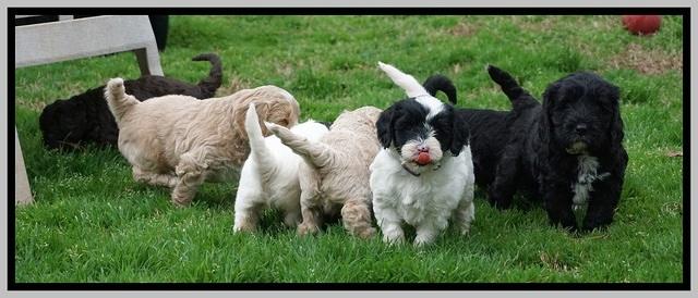 Jetta Benz pups 5 wks old 501