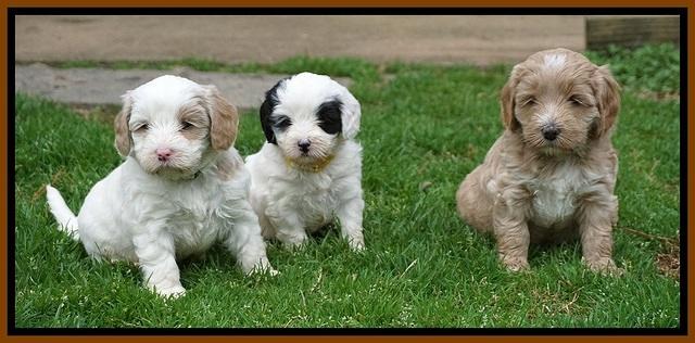 Jetta Benz pups 5 wks old 521