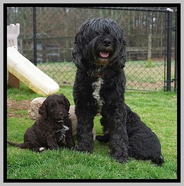 Jetta Benz pups 5 wks old 531