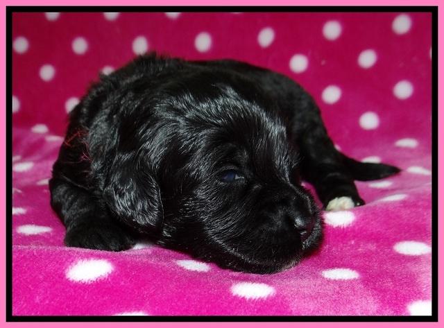 Jetta BEnz 2 wks old 11
