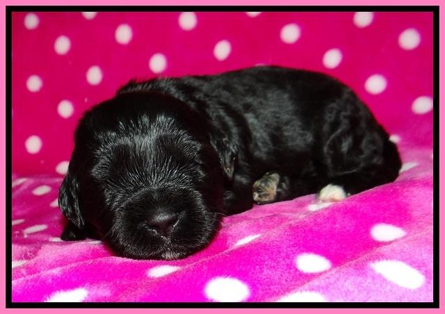 Jetta BEnz 2 wks old 21