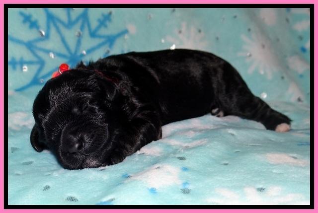 Jetta Benz pups 1 wk old 11