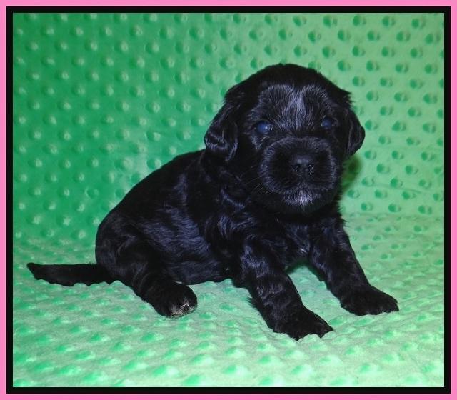 Jetta Benz pups 3 wks old 31