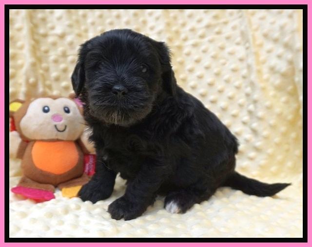 Jetta Benz pups 4 wks old 31