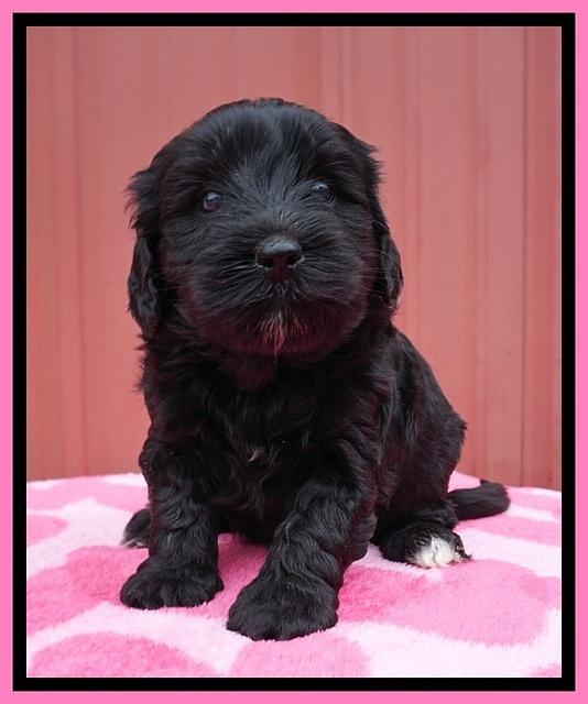 Jetta Benz pups 5 wks old 61