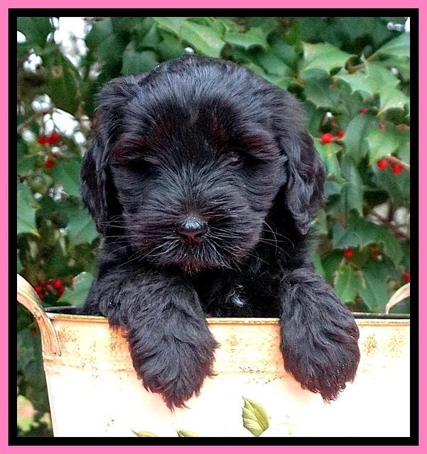 Jetta Benz pups 6 wks old 11