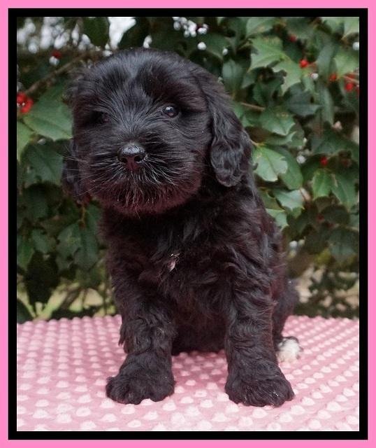 Jetta Benz pups 6 wks old 21
