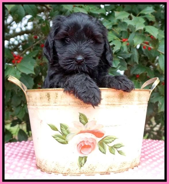 Jetta Benz pups 6 wks old 31