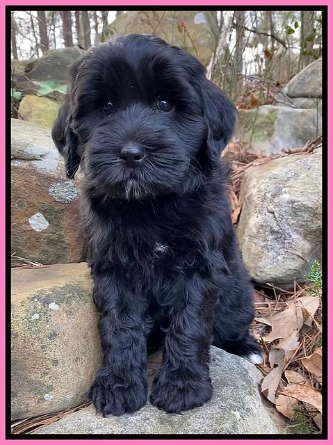Jetta Benz pups almost 8 wks old11