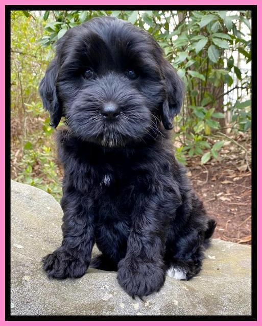 Jetta Benz pups almost 8 wks old41