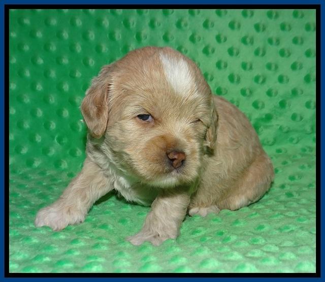 Jetta Benz pups 3 wks old 41