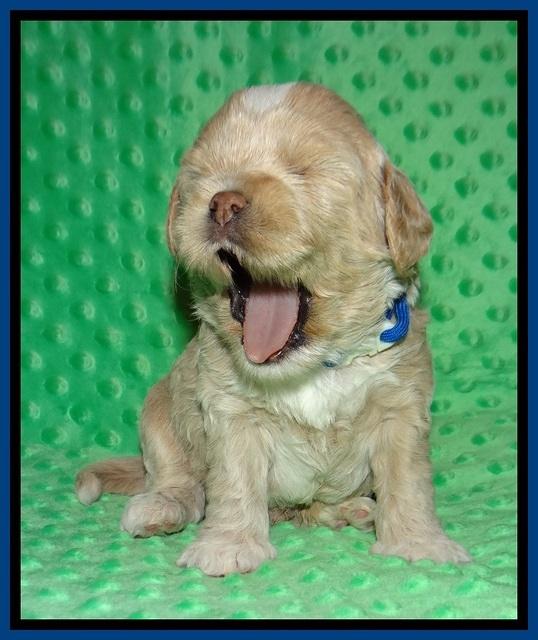 Jetta Benz pups 3 wks old 51