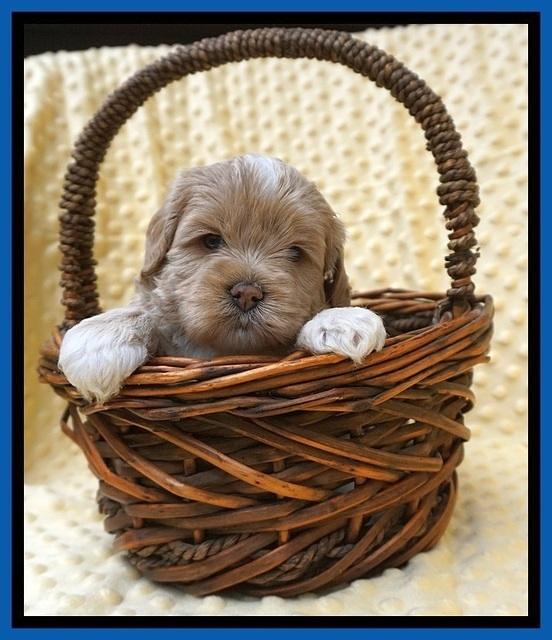 Jetta Benz pups 4 wks old 41