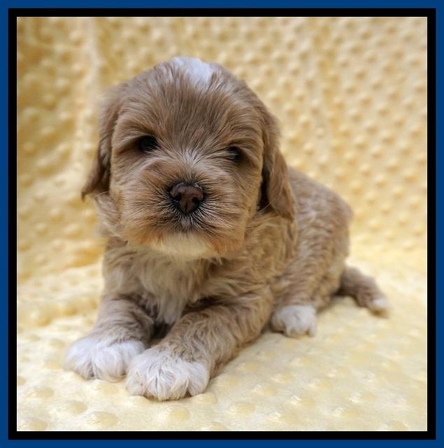 Jetta Benz pups 4 wks old 71